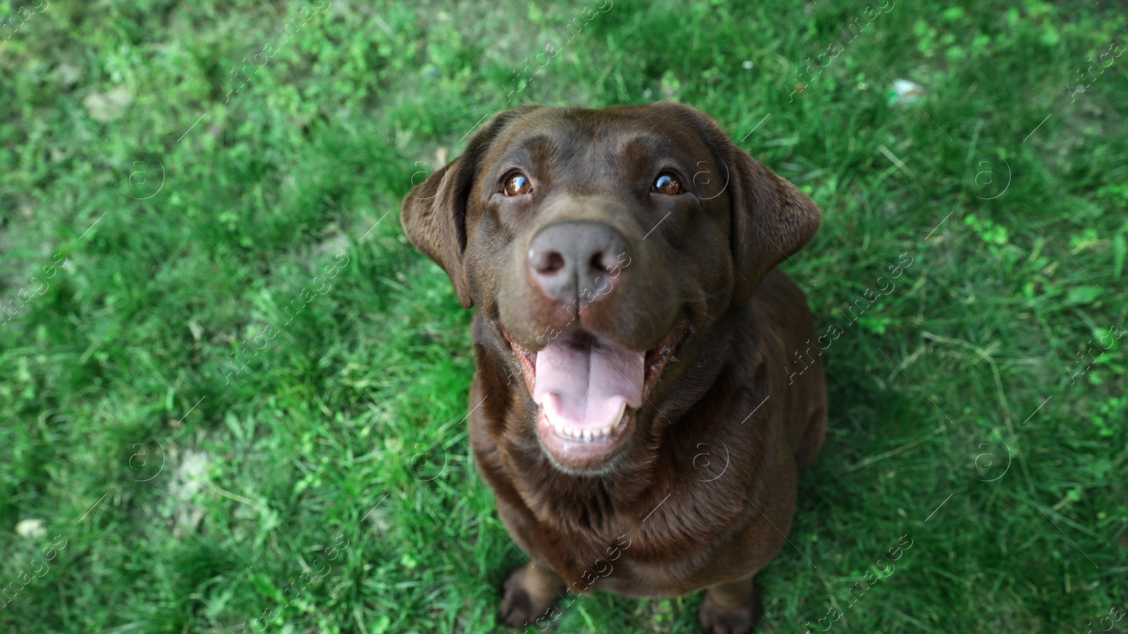 Photo of Cute Chocolate Labrador Retriever in green summer park, above view