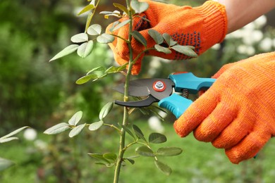 Photo of Woman wearing gloves pruning stem by secateurs in garden, closeup