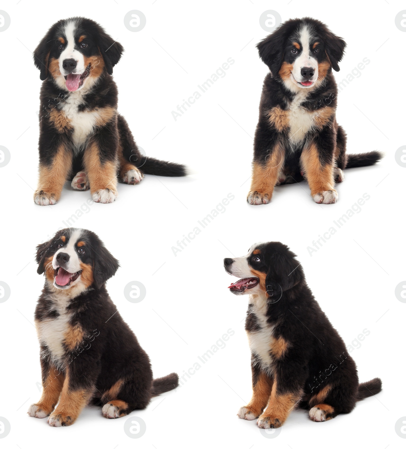 Image of Collage with photos of cute dog on white background