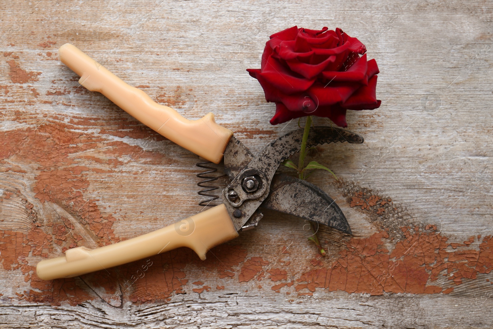 Photo of Old secateur and beautiful red rose on wooden table, flat lay