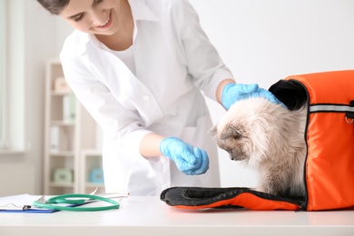 Young veterinarian with cat in clinic