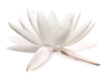 Beautiful blooming lotus flower isolated on white