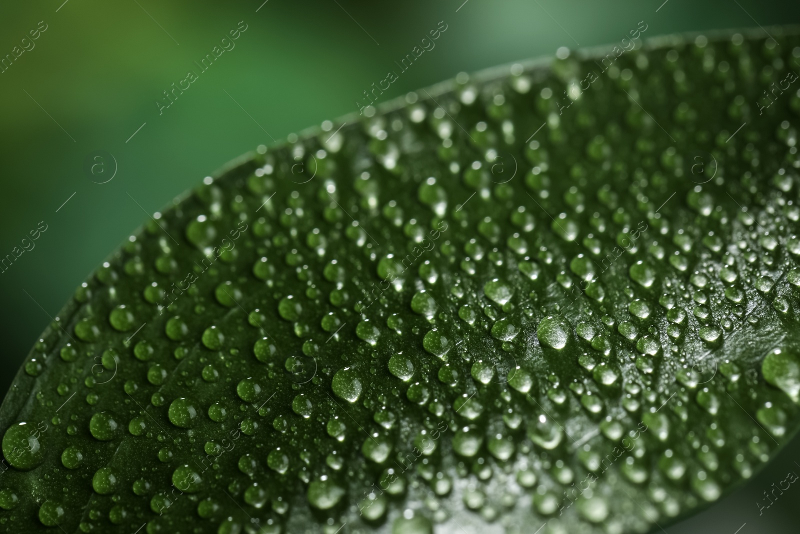 Photo of Closeup view of beautiful green leaf with dew drops