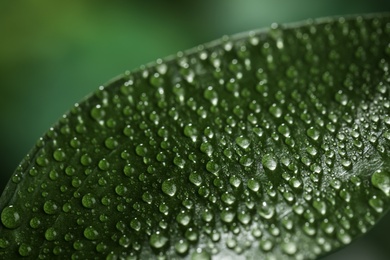 Closeup view of beautiful green leaf with dew drops