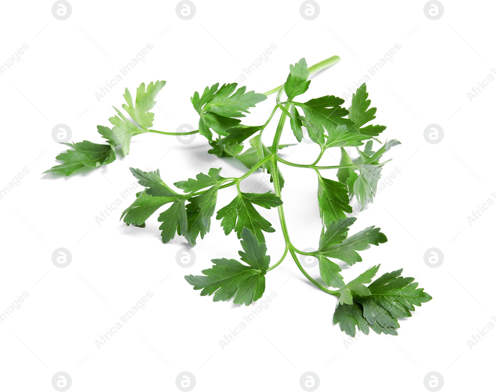 Photo of Fresh green organic parsley on white background