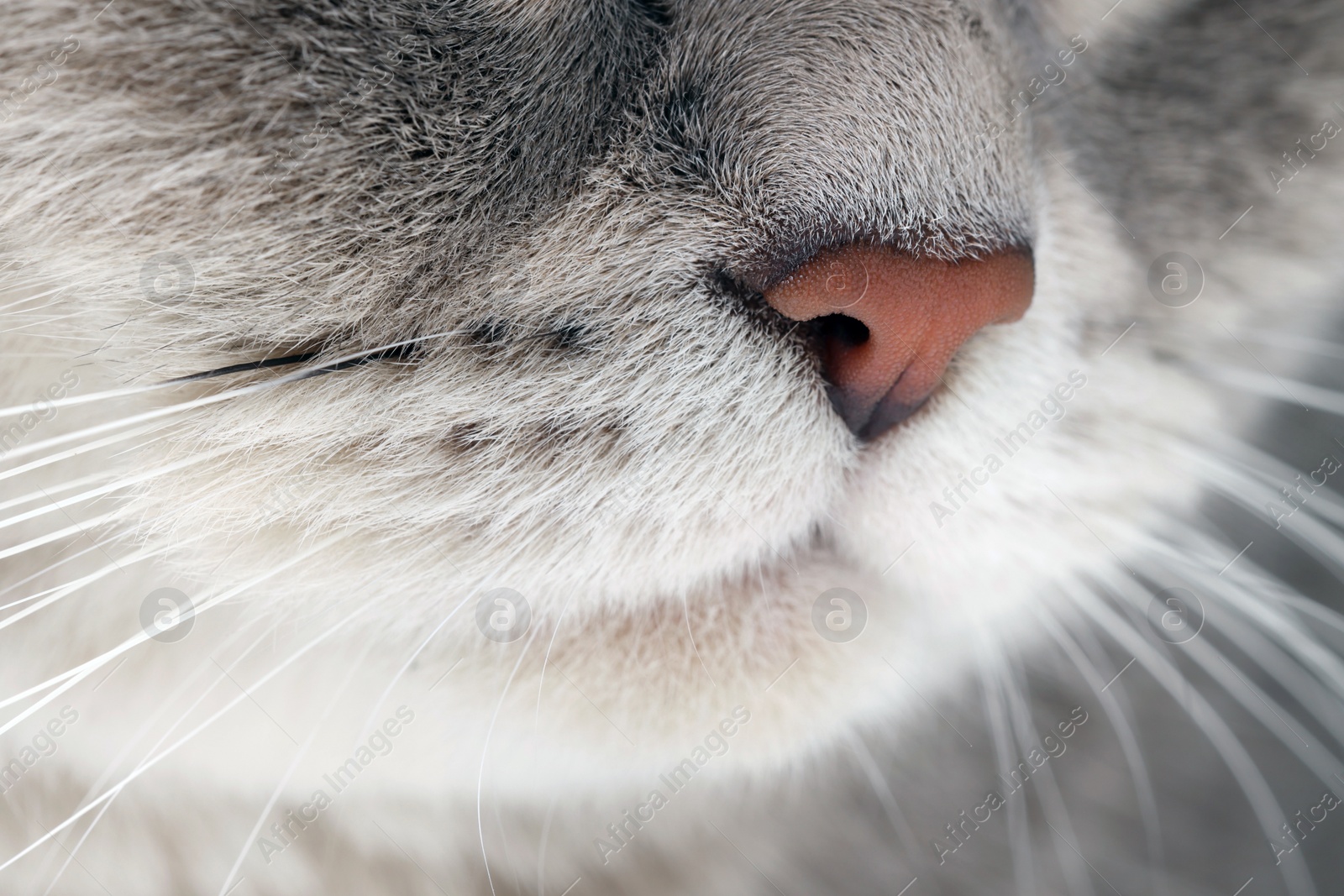 Photo of Adorable cat, macro photo of muzzle. Lovely pet