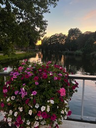 Photo of Scenic view of beautiful petunia flowers on bridge over canal at sunset