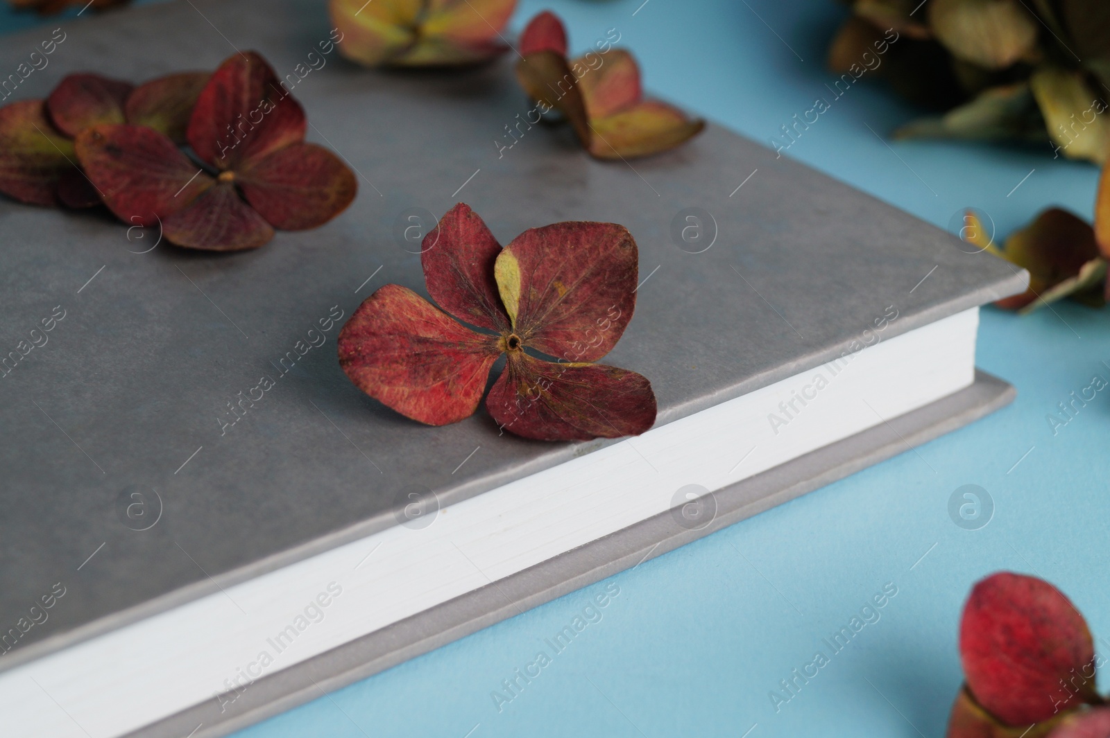 Photo of Dried hortensia flowers and book on light blue background, closeup