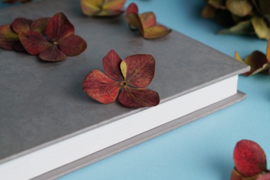 Photo of Dried hortensia flowers and book on light blue background, closeup