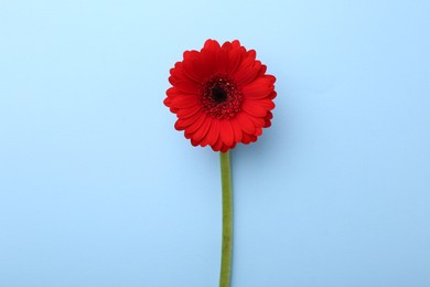 Photo of Beautiful red gerbera flower on light blue background, top view