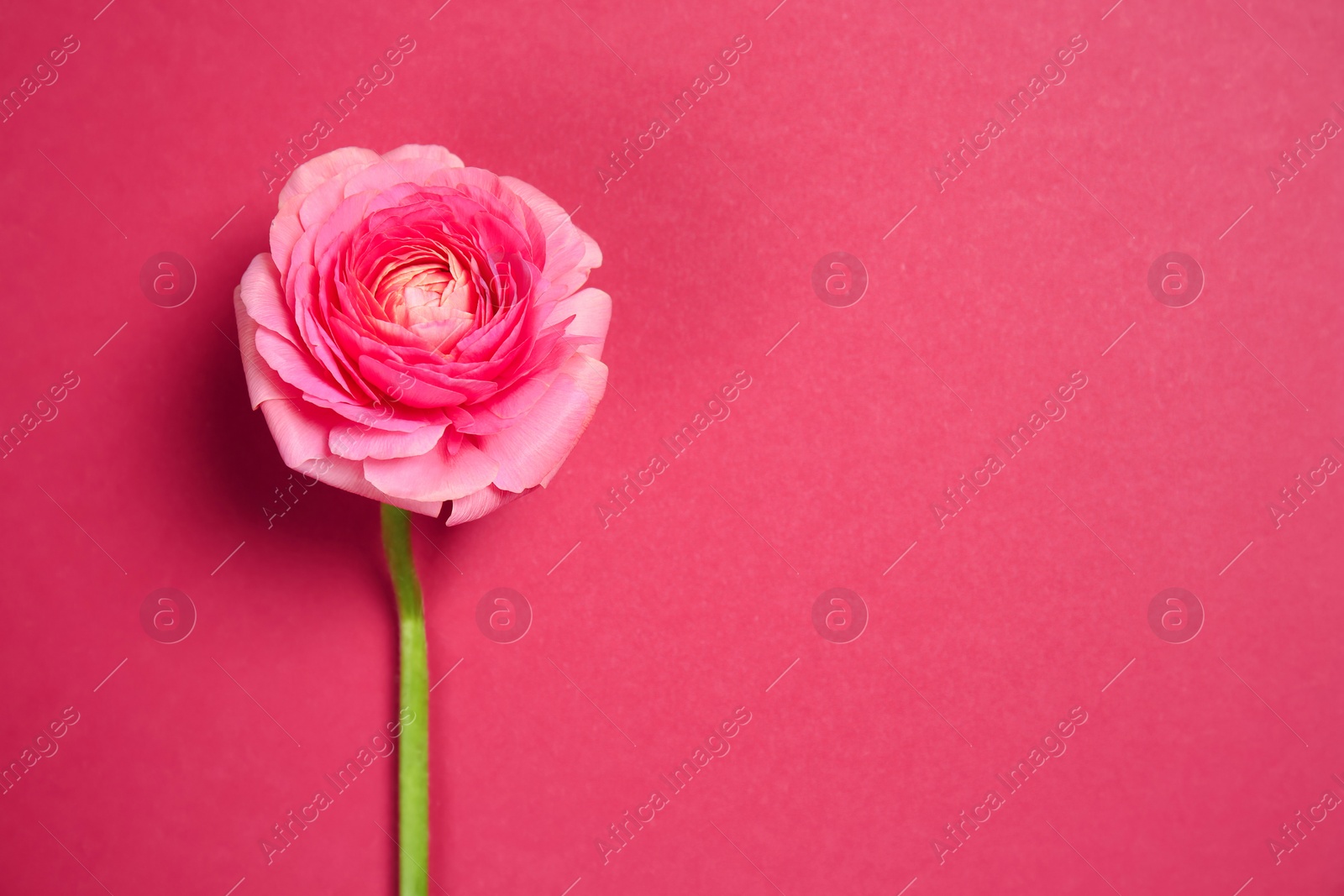 Photo of Beautiful ranunculus flower on color background