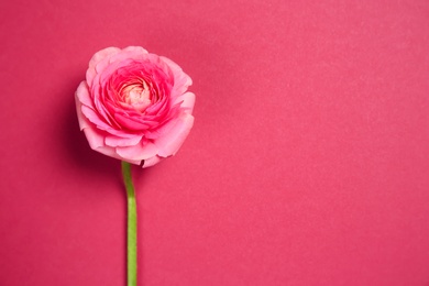 Photo of Beautiful ranunculus flower on color background