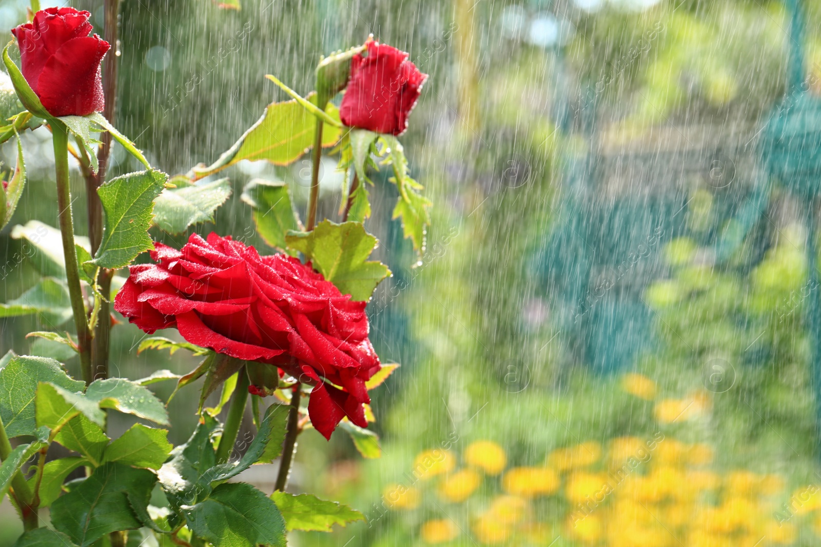 Photo of Watering beautiful blooming roses in garden on summer day. Space for text