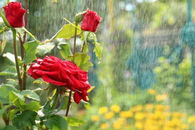 Photo of Watering beautiful blooming roses in garden on summer day. Space for text