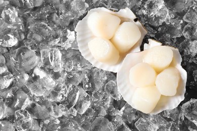 Photo of Fresh raw scallops with shells on ice cubes, top view. Space for text