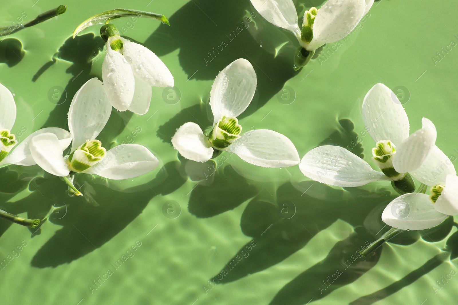 Photo of Beautiful flowers in water on green background, top view