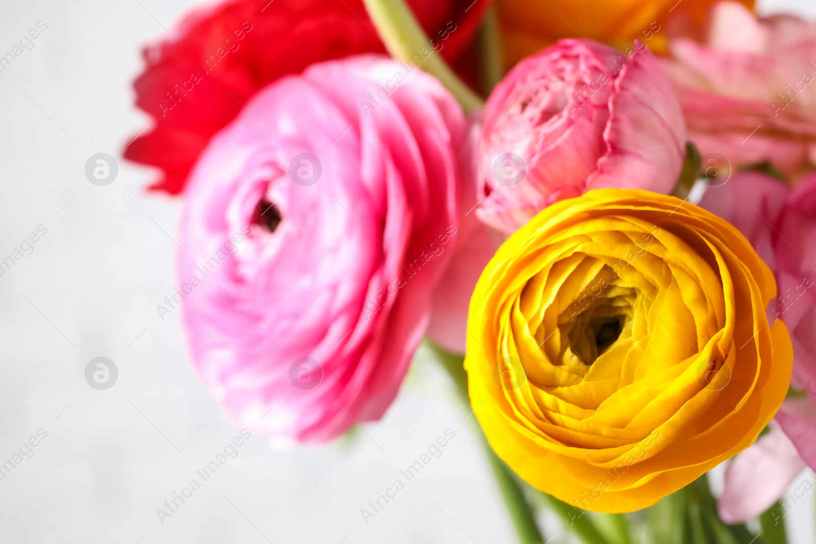 Photo of Beautiful fresh ranunculus flowers on light background, closeup