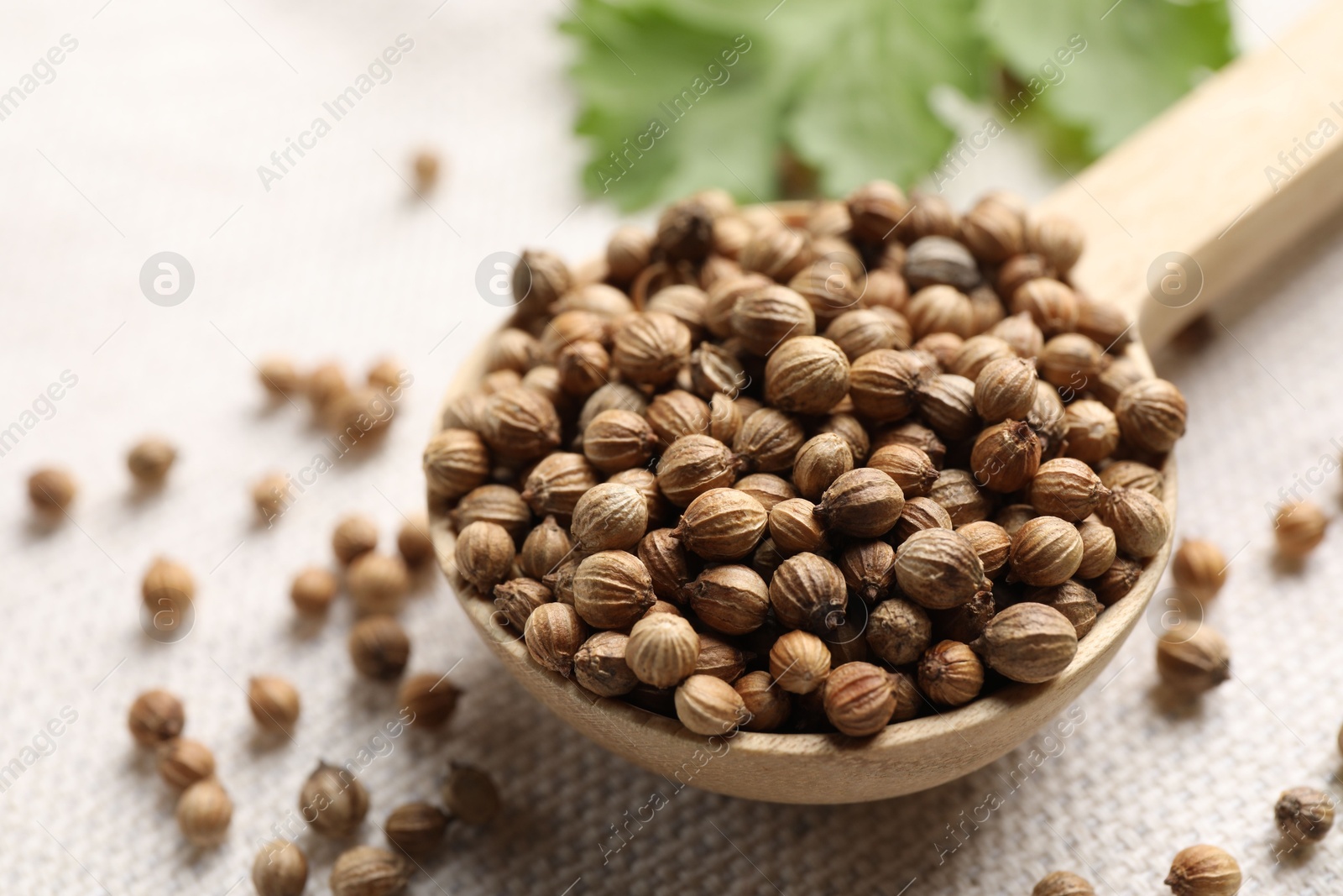 Photo of Spoon with dried coriander seeds on light cloth, closeup