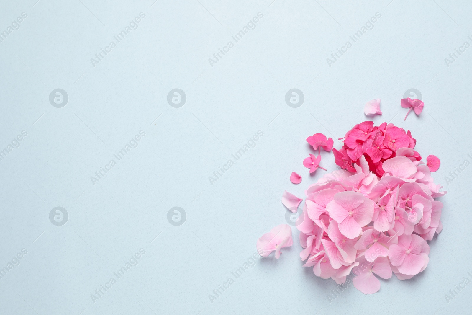 Photo of Beautiful hortensia flowers on pale light blue background, flat lay. Space for text