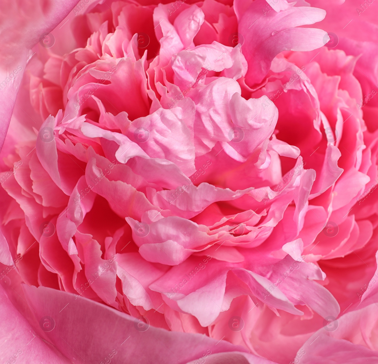 Photo of Beautiful fresh peony flower as background, top view