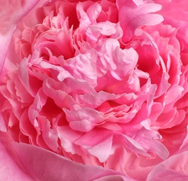 Photo of Beautiful fresh peony flower as background, top view