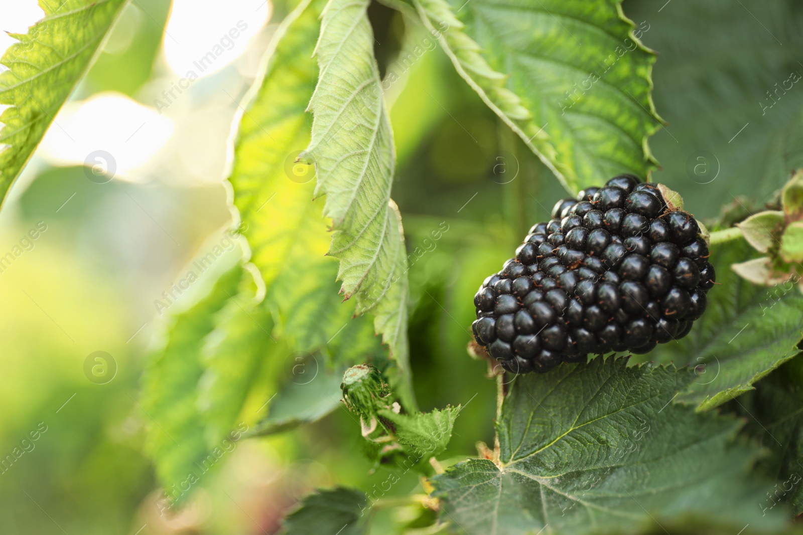 Photo of Blackberry bush with tasty ripe berry in garden, closeup