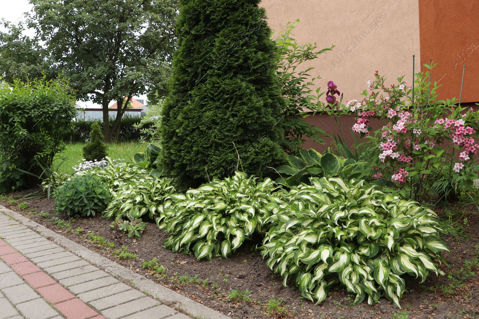 Photo of Beautiful flowerbed with different plants outdoors. Gardening and landscaping