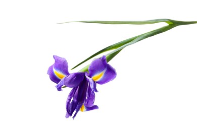 Photo of Beautiful violet iris flower isolated on white