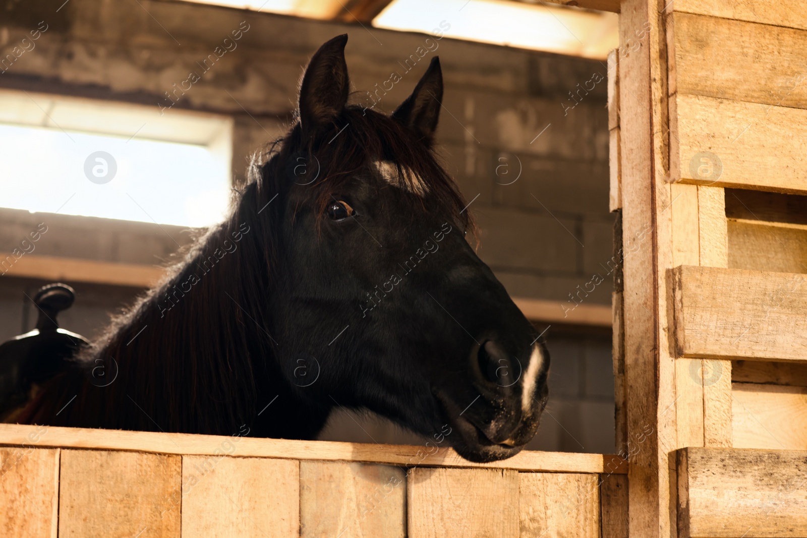 Photo of Adorable black horse in wooden stable. Lovely domesticated pet