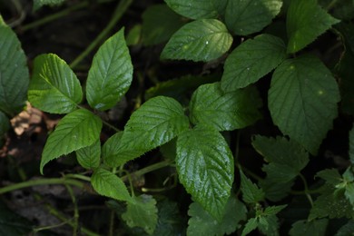 Beautiful wild plants with green leaves growing outdoors, closeup