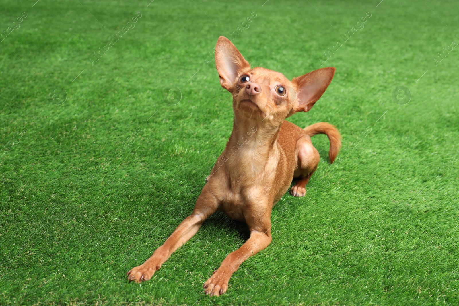 Photo of Cute toy terrier on artificial grass. Domestic dog