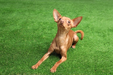 Cute toy terrier on artificial grass. Domestic dog