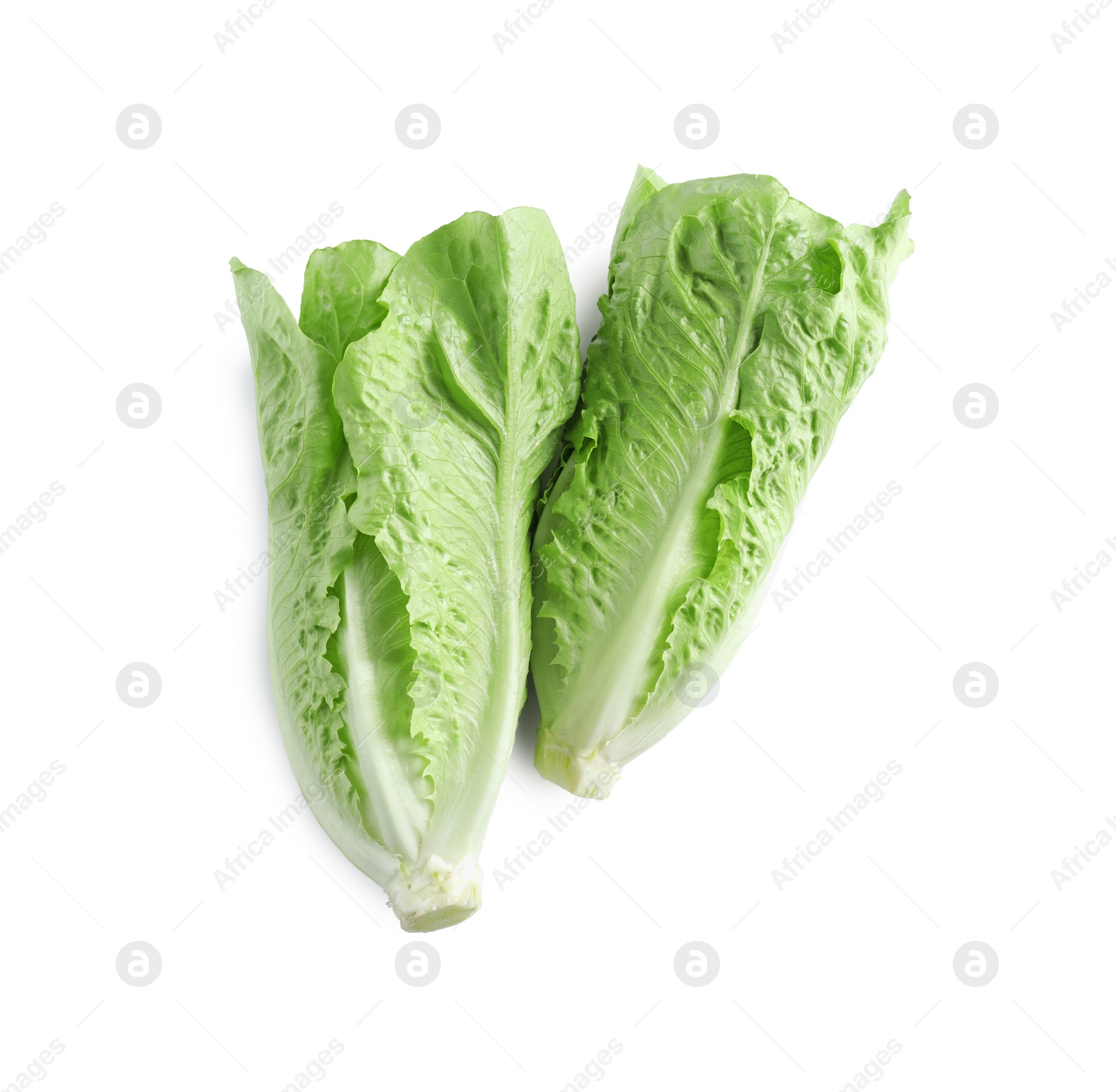 Photo of Fresh green romaine lettuces on white background, top view