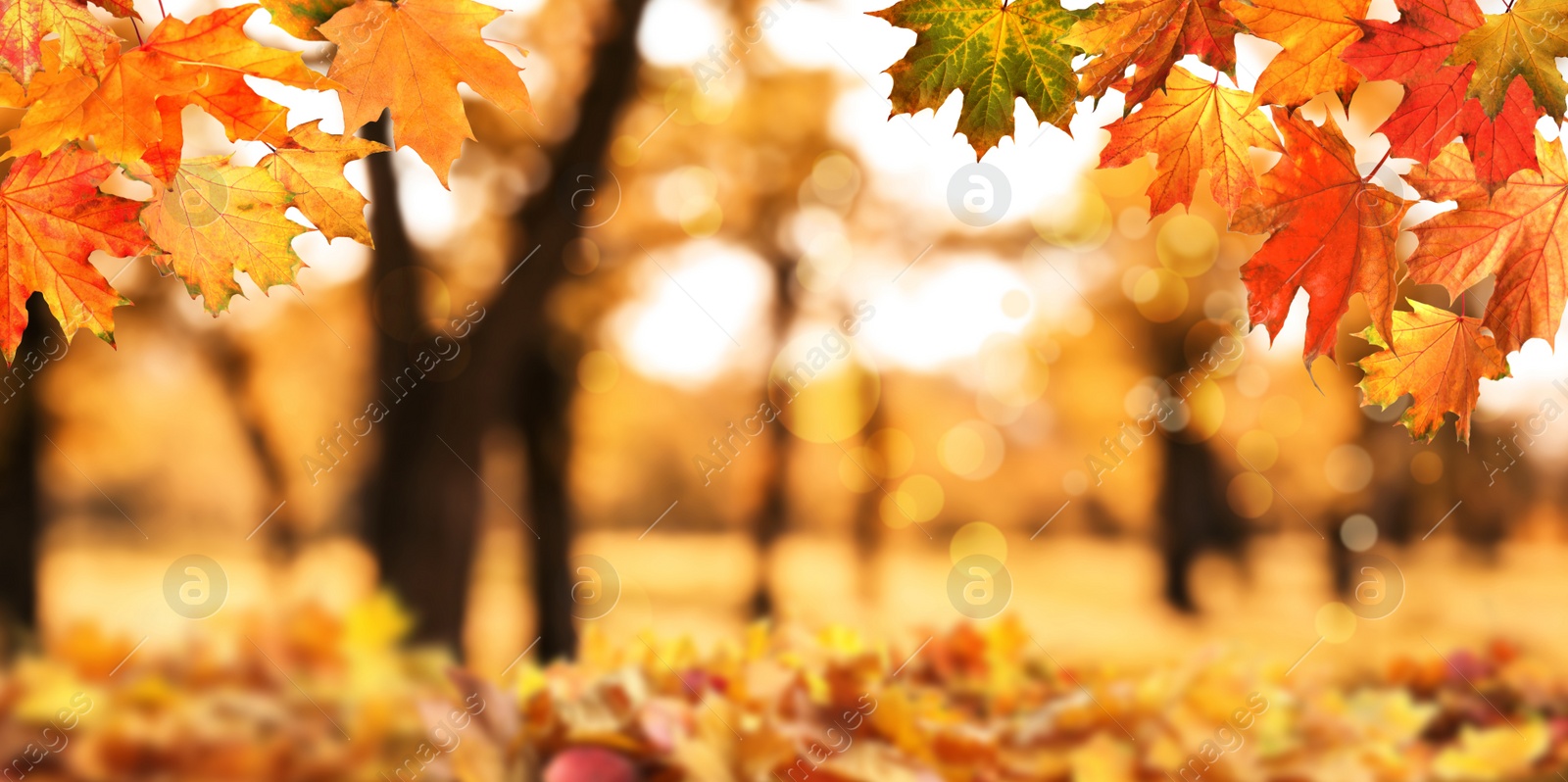 Image of Beautiful colorful autumn leaves and blurred park background. Banner design 