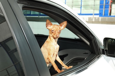 Cute toy terrier looking out of car window. Domestic dog