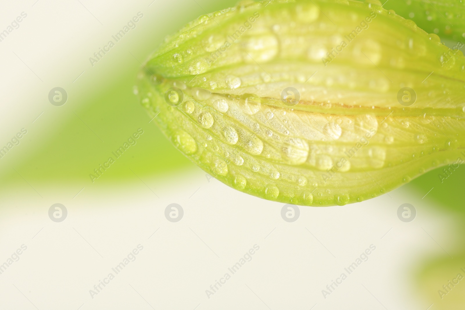 Photo of Macro photo of beautiful flower bud on blurred background