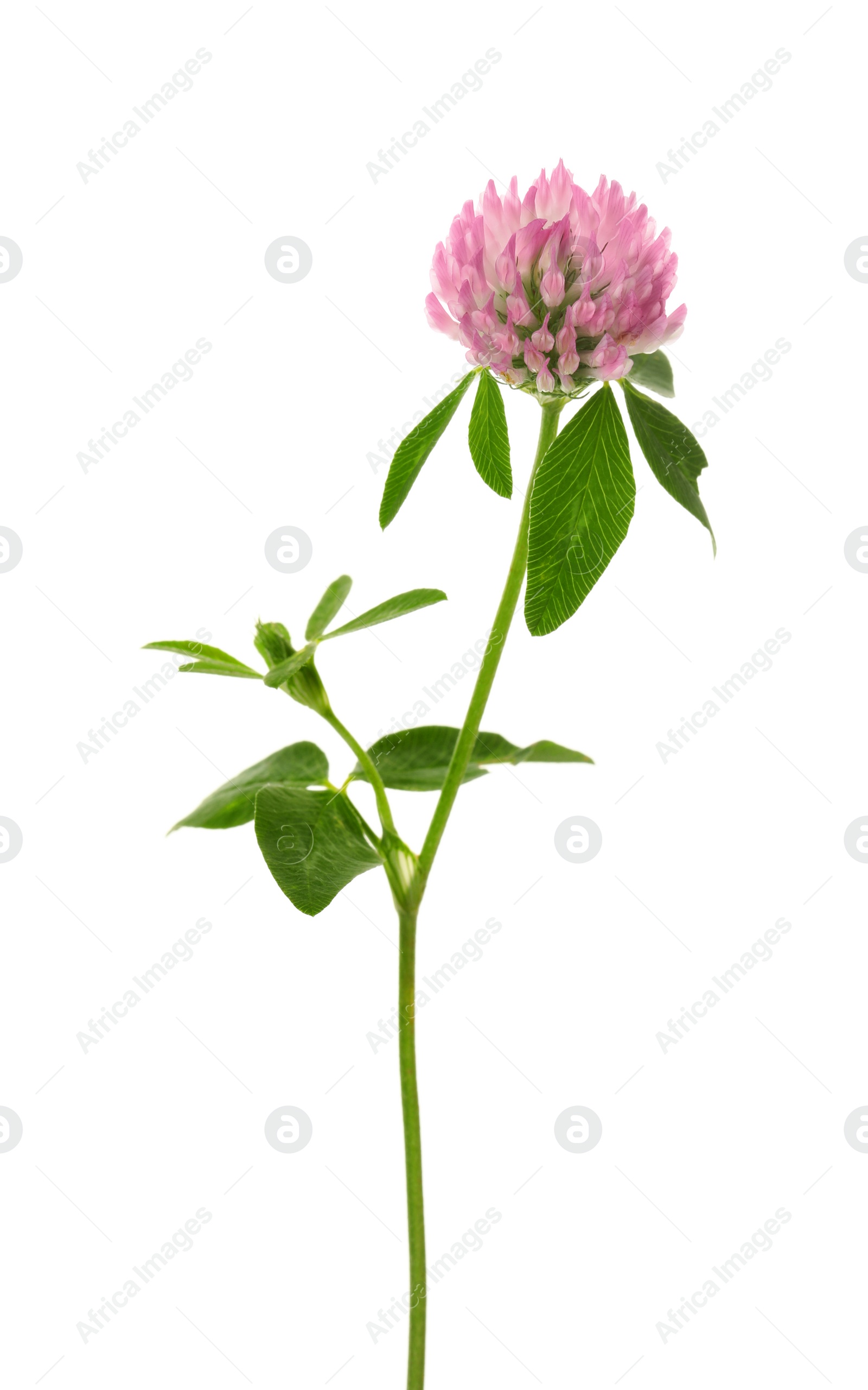 Photo of Beautiful blooming clover plant isolated on white