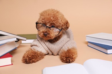 Photo of Cute Maltipoo dog in knitted sweater and glasses surrounded by many books on beige background