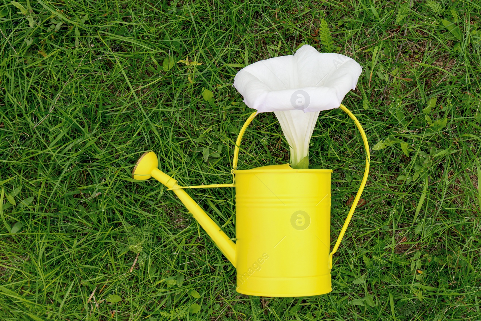 Photo of Watering can with beautiful datura flower on green grass, top view