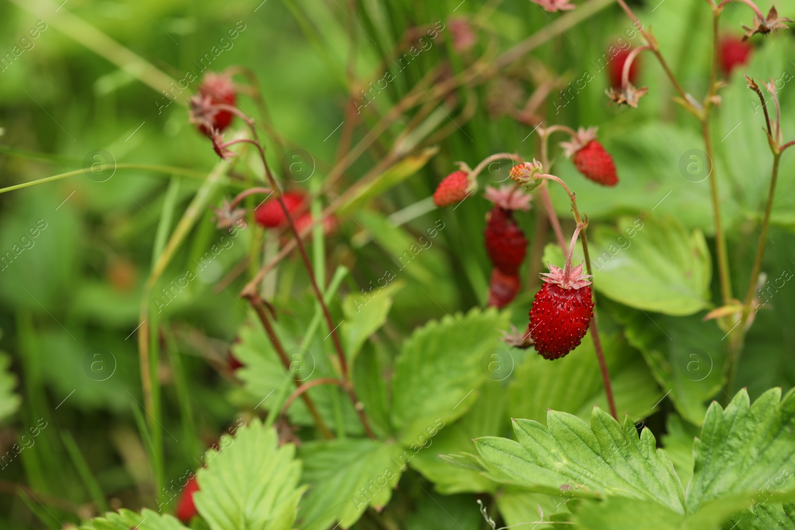 Photo of Ripe wild strawberries growing outdoors. Seasonal berries