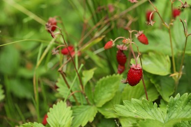 Ripe wild strawberries growing outdoors. Seasonal berries