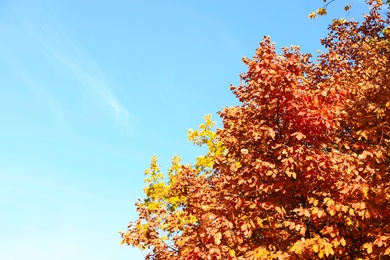 Photo of Beautiful trees with colorful leaves and blue sky. Autumn season