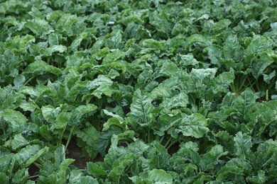 Photo of Beautiful view of beet plants with green leaves growing in field