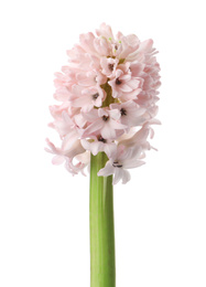 Beautiful pink hyacinth isolated on white. Spring flower