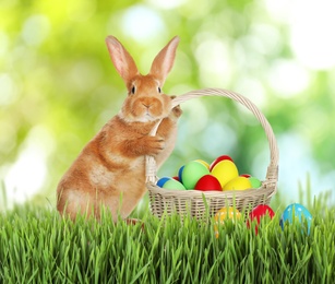 Image of Cute bunny and colorful Easter eggs on green grass outdoors