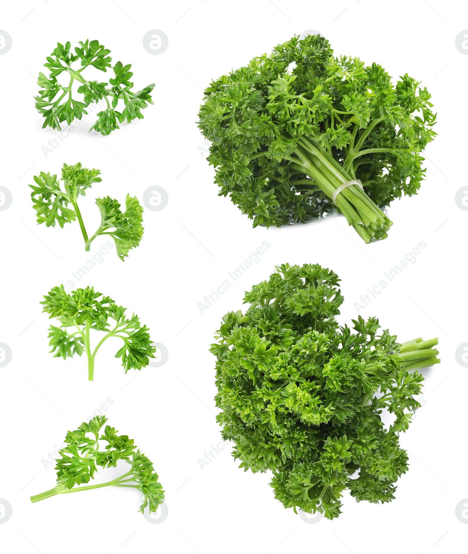 Image of Set of green curly parsley on white background