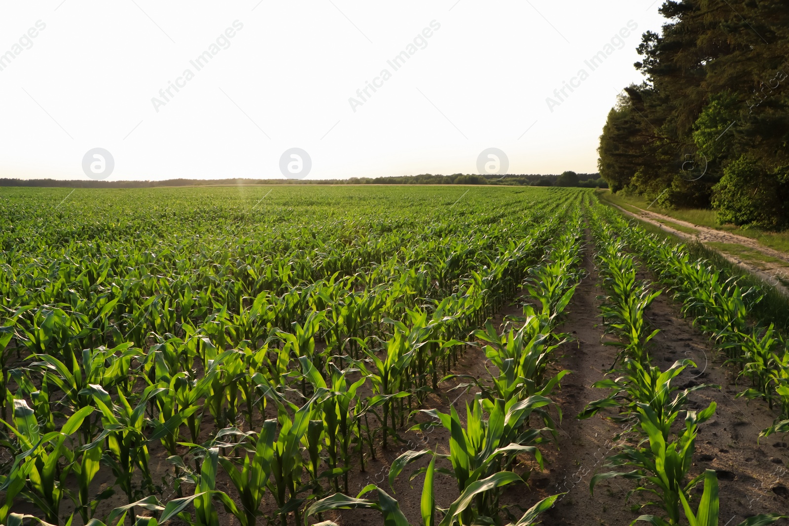 Photo of Beautiful agricultural field with green corn plants on sunny day