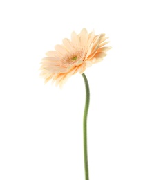 Photo of Beautiful bright gerbera flower on white background