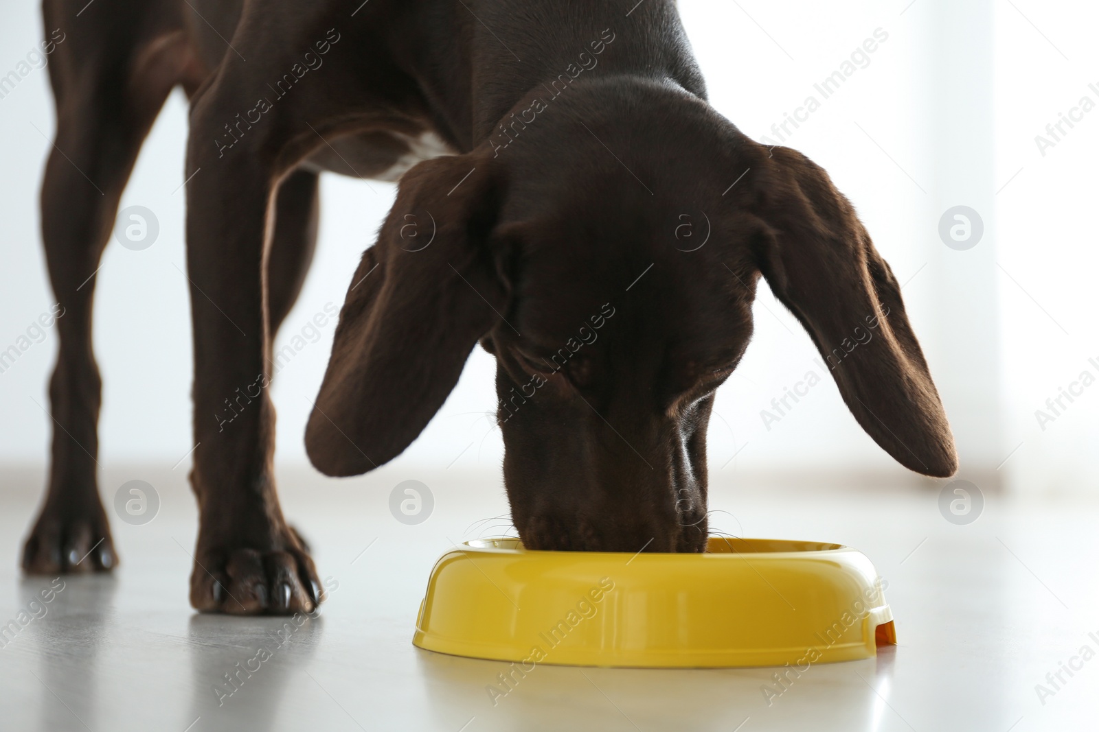 Photo of German Shorthaired Pointer dog with bowl indoors