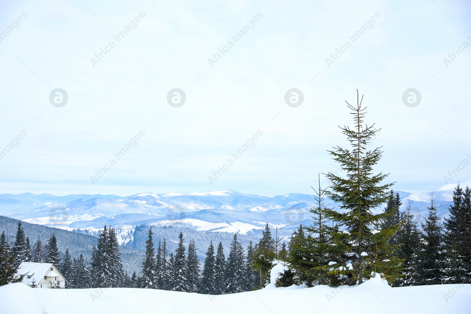 Photo of Picturesque view of snowy coniferous forest on winter day